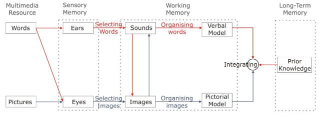 Mayer and Moreno’s schema for the processing of knowledge from a multimedia resource (Mayer & Moreno, 2003)